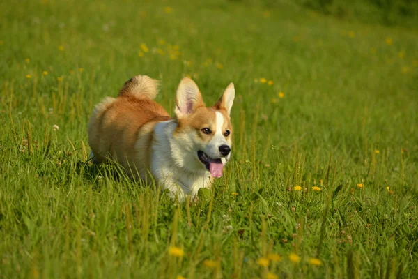 Dogs play with each other. Puppy Corgi pembroke. Merry fuss puppies. Aggressive dog. Training of dogs. Puppies education, cynology, intensive training of young dogs.Whiskers, portrait,  closeup, bokeh. Enjoying, playing. Young energetic dog on a walk