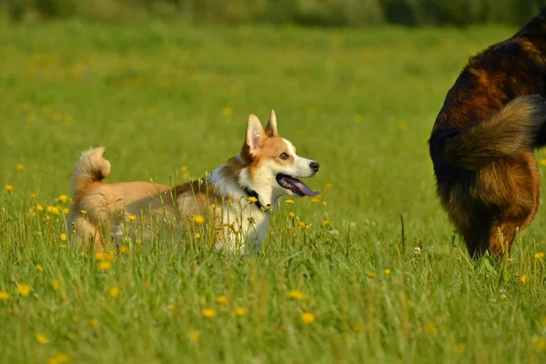 Hundar Leka Med Varandra Valp Corgi Pembroke Merry Bråk Valpar — Stockfoto