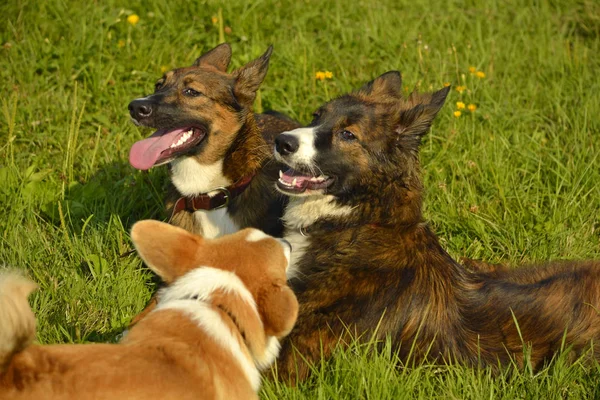 Dogs play with each other. Puppy Corgi pembroke. Merry fuss puppies. Aggressive dog. Training of dogs. Puppies education, cynology, intensive training of young dogs.Whiskers, portrait,  closeup, bokeh. Enjoying, playing.Young energetic dogs on a walk