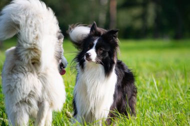 Köpekler birbirleriyle oynamak. Kenar kömür ocağı. Neşeli gürültü patırtı. Saldırgan köpek. Köpek eğitim. Eğitim, cynology, yoğun eğitim genç köpekler. Genç enerjik köpek bir yürüyüş. Oynarken zevk