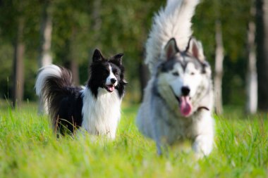 Köpekler birbirleriyle oynamak. Kenar kömür ocağı. Neşeli gürültü patırtı. Saldırgan köpek. Köpek eğitim. Eğitim, cynology, yoğun eğitim genç köpekler. Genç enerjik köpek bir yürüyüş. Oynarken zevk