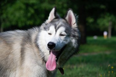 Genç enerjik köpek bir yürüyüş. Siberian dış yapraklar. Güneş çarpması, yaz aylarında Evcil hayvan sağlığını. Nasıl senin köpek ısınmasını korumak için. Köpek eğitim. Bıyık, portre, portre. Oynarken zevk 