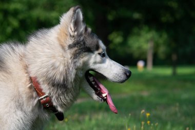 Genç enerjik köpek bir yürüyüş. Siberian dış yapraklar. Güneş çarpması, yaz aylarında Evcil hayvan sağlığını. Nasıl senin köpek ısınmasını korumak için. Köpek eğitim. Bıyık, portre, portre. Oynarken zevk 