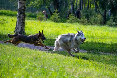 Köpekler birbirleriyle oynamak. Siberian dış yapraklar. Neşeli gürültü patırtı. Saldırgan köpek. Köpek eğitim. Eğitim, cynology, yoğun eğitim genç köpekler. Genç enerjik köpek bir yürüyüş. Oynarken zevk 