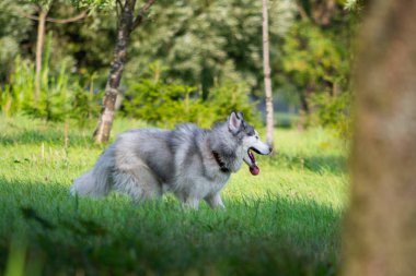 Genç enerjik köpek bir yürüyüş. Siberian dış yapraklar. Güneş çarpması, yaz aylarında Evcil hayvan sağlığını. Nasıl senin köpek ısınmasını korumak için. Köpek eğitim. Bıyık, portre, portre. Oynarken zevk 