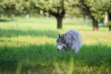 Genç enerjik köpek bir yürüyüş. Siberian dış yapraklar. Güneş çarpması, yaz aylarında Evcil hayvan sağlığını. Nasıl senin köpek ısınmasını korumak için. Köpek eğitim. Bıyık, portre, portre. Oynarken zevk 