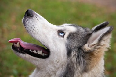 Genç enerjik köpek bir yürüyüş. Siberian dış yapraklar. Güneş çarpması, yaz aylarında Evcil hayvan sağlığını. Nasıl senin köpek ısınmasını korumak için. Köpek eğitim. Bıyık, portre, portre. Oynarken zevk 