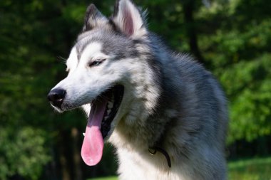 Genç enerjik köpek bir yürüyüş. Siberian dış yapraklar. Güneş çarpması, yaz aylarında Evcil hayvan sağlığını. Nasıl senin köpek ısınmasını korumak için. Köpek eğitim. Bıyık, portre, portre. , Oynarken zevk. gevezelik, aptal