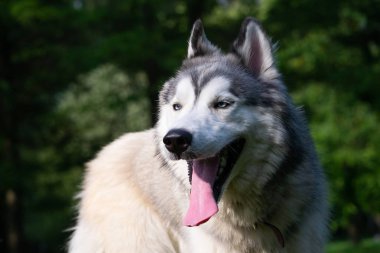 Genç enerjik köpek bir yürüyüş. Siberian dış yapraklar. Güneş çarpması, yaz aylarında Evcil hayvan sağlığını. Nasıl senin köpek ısınmasını korumak için. Köpek eğitim. Bıyık, portre, portre. , Oynarken zevk. gevezelik, aptal