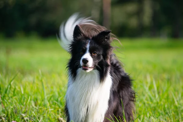 Young Energetic Dog Walk Border Collie Sunstroke Health Pets Summer — Stock Photo, Image