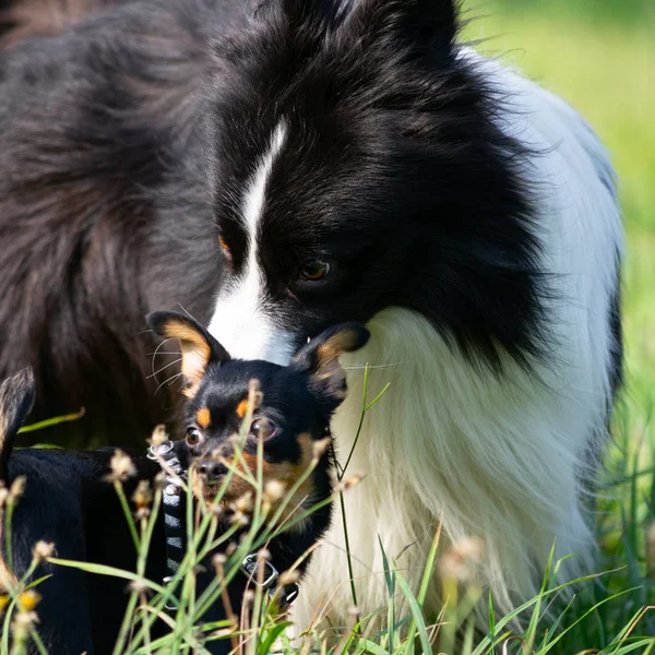 Dogs play with each other. Border Collie. Merry fuss. Aggressive dog. Training of dogs. Education, cynology, intensive training of young dogs. Young energetic dog on a walk. Enjoying, playing