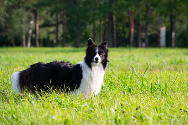Ung Energisk Hund Promenad Border Collie Solsting Hälsa Husdjur Sommaren — Stockfoto