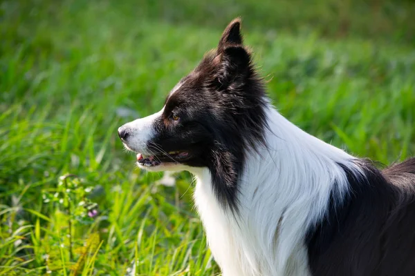 Ung Energisk Hund Promenad Border Collie Solsting Hälsa Husdjur Sommaren — Stockfoto