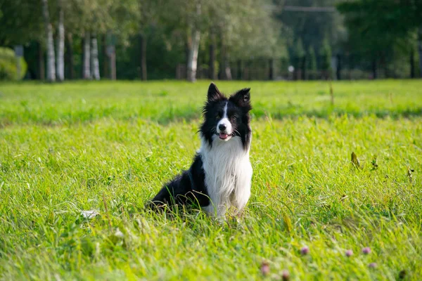 Young energetic dog on a walk. Border Collie. Sunstroke, health of pets in the summer. How to protect your dog from overheating.Training of dogs. Whiskers, portrait, closeup. Enjoying, playing