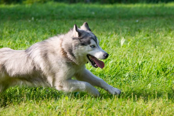 Jovem Cão Enérgico Uma Caminhada Casca Siberiana Insolação Saúde Animais — Fotografia de Stock