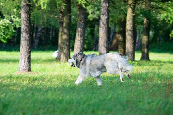 Jovem Cão Enérgico Uma Caminhada Casca Siberiana Insolação Saúde Animais — Fotografia de Stock