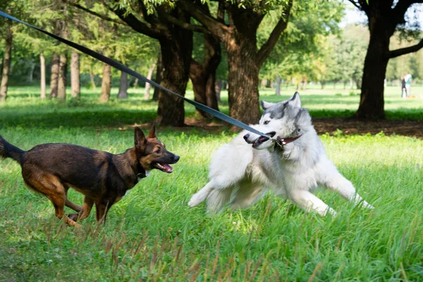 Dogs play with each other. Siberian husky. Merry fuss. Aggressive dog. Training of dogs. Education, cynology, intensive training of young dogs. Young energetic dog on a walk. Enjoying, playing