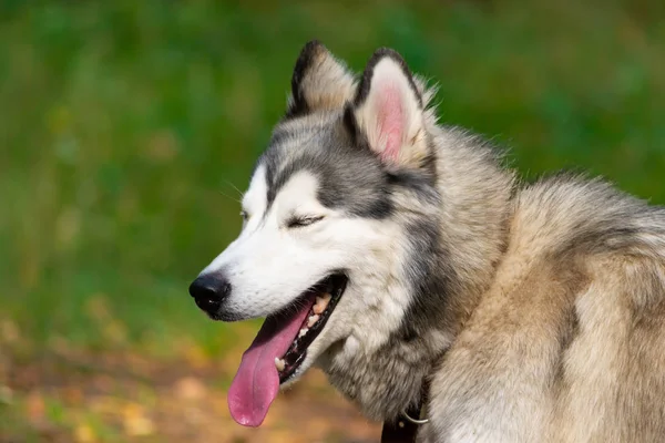 Jovem Cão Enérgico Uma Caminhada Casca Siberiana Insolação Saúde Animais — Fotografia de Stock