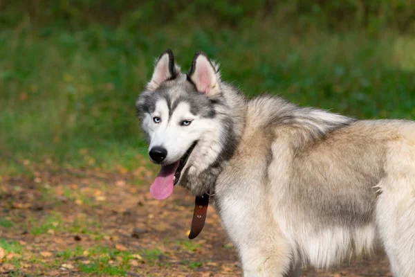 Jovem Cão Enérgico Uma Caminhada Casca Siberiana Insolação Saúde Animais — Fotografia de Stock