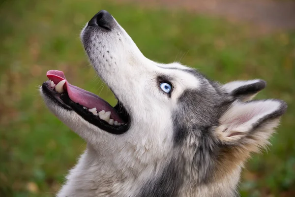 若いエネルギッシュな犬の散歩に シベリアン ハスキー 日射病 夏にペットの健康 過熱からあなたの犬を保護する方法 犬の訓練 ポートレート クローズ アップ — ストック写真