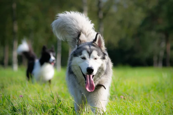 Dogs play with each other. Siberian husky. Merry fuss. Aggressive dog. Training of dogs. Education, cynology, intensive training of young dogs. Young energetic dog on a walk. Enjoying, playing