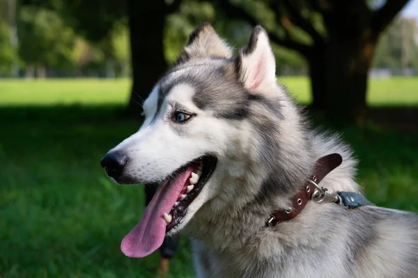 Jovem Cão Enérgico Uma Caminhada Casca Siberiana Insolação Saúde Animais — Fotografia de Stock