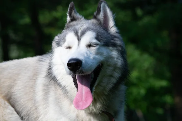 Jovem Cão Enérgico Uma Caminhada Casca Siberiana Insolação Saúde Animais — Fotografia de Stock