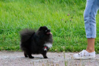 Köpek yavrusu Pomeranian Spitz sahibine dinler ve işlevleri komutunu yerine getirir. İtaatkar ve akıllı köpek. Eğitim, cynology, yoğun eğitim genç köpekler. Genç enerjik köpek bir yürüyüş. , Oynarken zevk. Mutlu