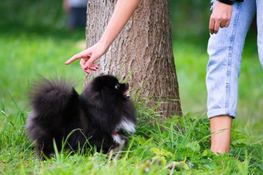 Köpek yavrusu Pomeranian Spitz sahibine dinler ve işlevleri komutunu yerine getirir. İtaatkar ve akıllı köpek. Eğitim, cynology, yoğun eğitim genç köpekler. Genç enerjik köpek bir yürüyüş. , Oynarken zevk. Mutlu