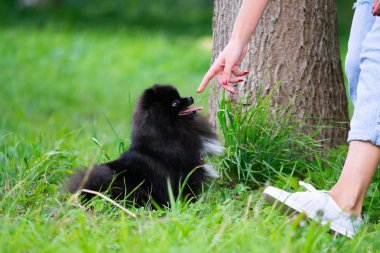 Köpek yavrusu Pomeranian Spitz sahibine dinler ve işlevleri komutunu yerine getirir. İtaatkar ve akıllı köpek. Eğitim, cynology, yoğun eğitim genç köpekler. Genç enerjik köpek bir yürüyüş. , Oynarken zevk. Mutlu