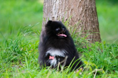 Köpek yavrusu Pomeranian Spitz sahibine dinler ve işlevleri komutunu yerine getirir. İtaatkar ve akıllı köpek. Eğitim, cynology, yoğun eğitim genç köpekler. Genç enerjik köpek bir yürüyüş. , Oynarken zevk. Mutlu