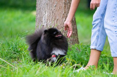Köpek yavrusu Pomeranian Spitz sahibine dinler ve işlevleri komutunu yerine getirir. İtaatkar ve akıllı köpek. Eğitim, cynology, yoğun eğitim genç köpekler. Genç enerjik köpek bir yürüyüş. , Oynarken zevk. Mutlu