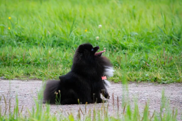 Puppy Pomeranian Spitz listens to the owner and performs functions on the command. Obedient and intelligent dog. Education, cynology, intensive training of young dogs. Young energetic dog on a walk. Enjoying, playing. Happy