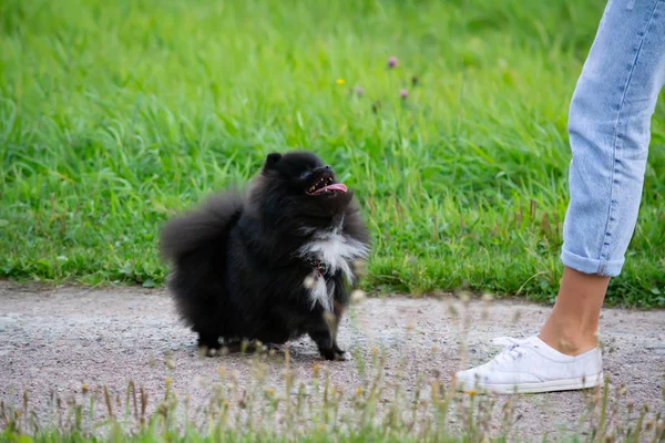 Puppy Pomeranian Spitz listens to the owner and performs functions on the command. Obedient and intelligent dog. Education, cynology, intensive training of young dogs. Young energetic dog on a walk. Enjoying, playing. Happy