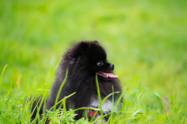 Valp Pomeranian Spitz Lyssnar Till Ägaren Och Utför Funktioner Kommandot — Stockfoto