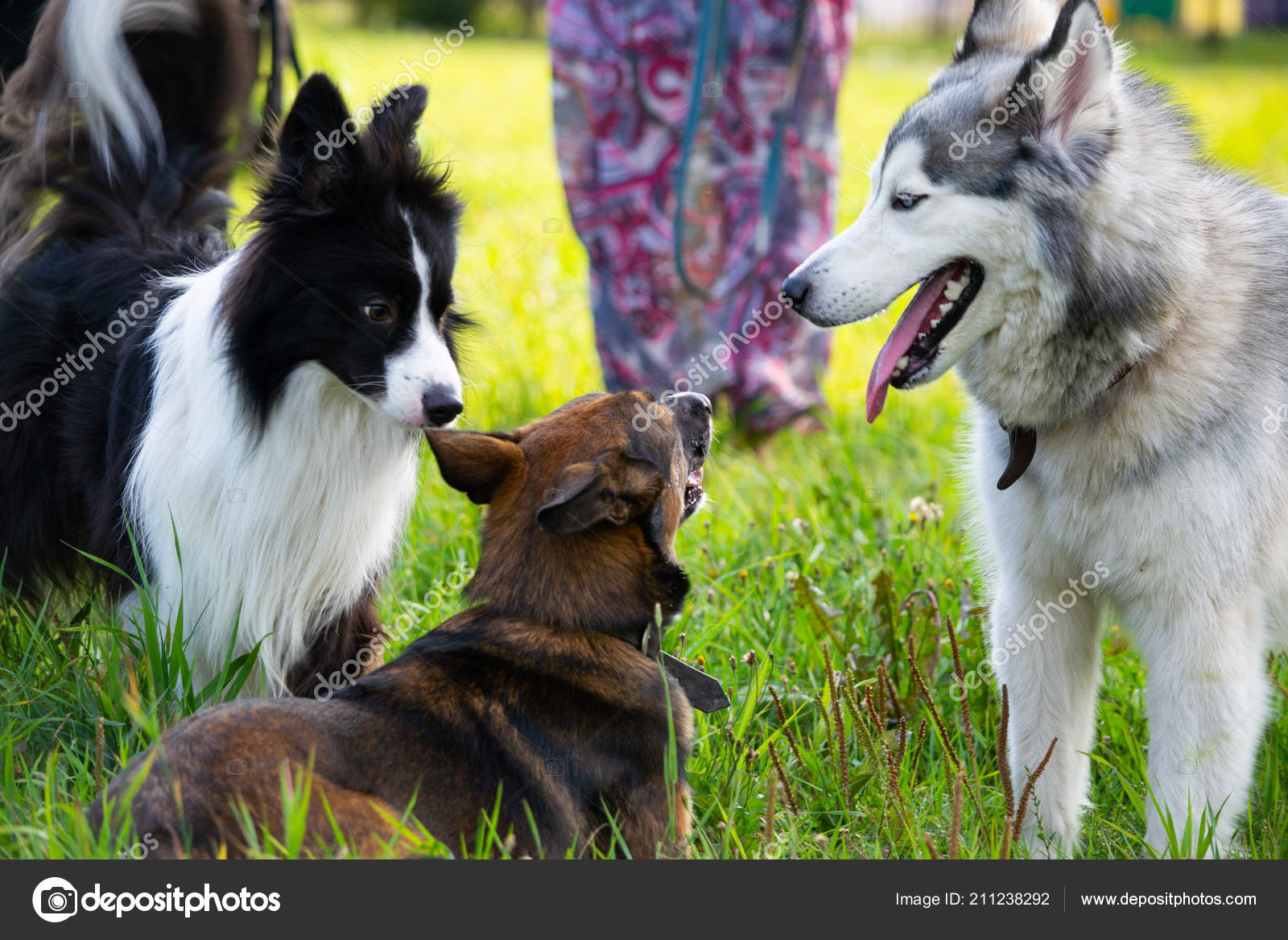 Pictures Border Collie Husky Mix Dogs Play Each Other Siberian Husky Border Collie Merry Fuss Stock Photo C Taisyakorchak