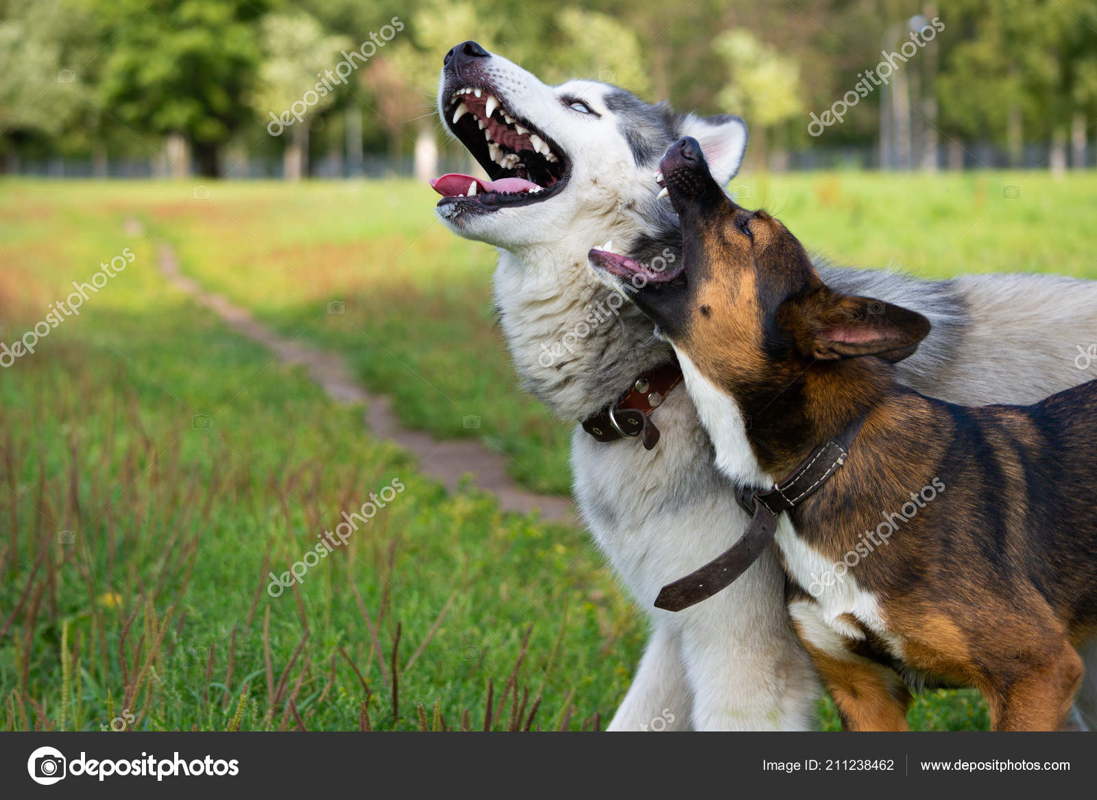 What Is Aggressive Dog Play