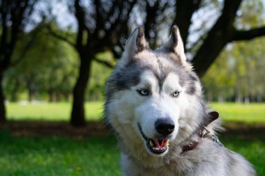 Genç enerjik köpek bir yürüyüş. Siberian dış yapraklar. Güneş çarpması, yaz aylarında Evcil hayvan sağlığını. Nasıl senin köpek ısınmasını korumak için. Köpek eğitim. Bıyık, portre, portre. Oynarken zevk