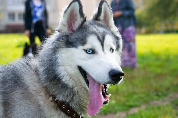 Genç enerjik köpek bir yürüyüş. Siberian dış yapraklar. Güneş çarpması, yaz aylarında Evcil hayvan sağlığını. Nasıl senin köpek ısınmasını korumak için. Köpek eğitim. Bıyık, portre, portre. Oynarken zevk