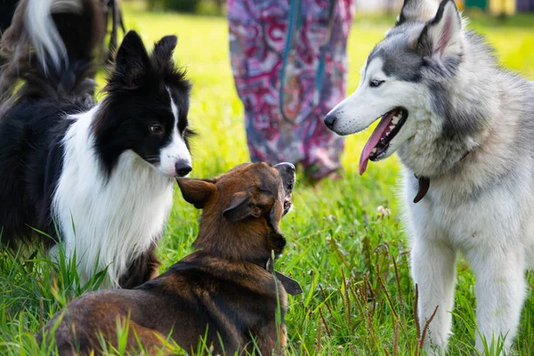 Dogs Play Each Other Siberian Husky Border Collie Merry Fuss — Stock Photo, Image