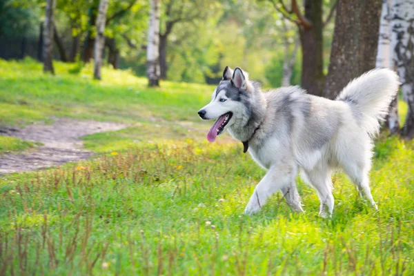 Jovem Cão Enérgico Uma Caminhada Casca Siberiana Insolação Saúde Animais — Fotografia de Stock