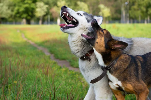 Dogs play with each other. Siberian husky. Merry fuss. Aggressive dog. Training of dogs. Education, cynology, intensive training of young dogs. Young energetic dog on a walk. Enjoying, playing