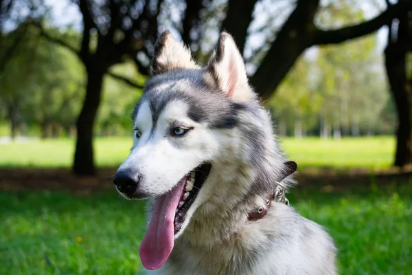 Genç enerjik köpek bir yürüyüş. Siberian dış yapraklar. Güneş çarpması, yaz aylarında Evcil hayvan sağlığını. Nasıl senin köpek ısınmasını korumak için. Köpek eğitim. Bıyık, portre, portre. Oynarken zevk