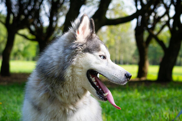 Young energetic dog on a walk. Siberian husky. Sunstroke, health of pets in the summer. How to protect your dog from overheating.Training of dogs. Whiskers, portrait, closeup. Enjoying, playing