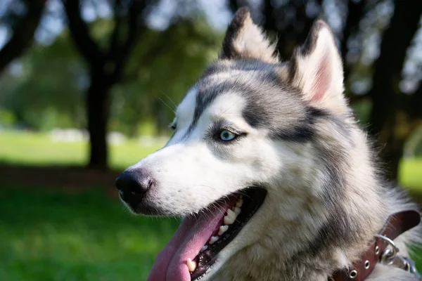 Genç enerjik köpek bir yürüyüş. Siberian dış yapraklar. Güneş çarpması, yaz aylarında Evcil hayvan sağlığını. Nasıl senin köpek ısınmasını korumak için. Köpek eğitim. Bıyık, portre, portre. Oynarken zevk