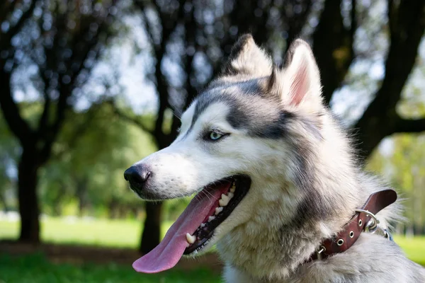 Genç enerjik köpek bir yürüyüş. Siberian dış yapraklar. Güneş çarpması, yaz aylarında Evcil hayvan sağlığını. Nasıl senin köpek ısınmasını korumak için. Köpek eğitim. Bıyık, portre, portre. Oynarken zevk