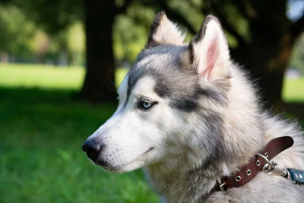 Genç enerjik köpek bir yürüyüş. Siberian dış yapraklar. Güneş çarpması, yaz aylarında Evcil hayvan sağlığını. Nasıl senin köpek ısınmasını korumak için. Köpek eğitim. Bıyık, portre, portre. Oynarken zevk