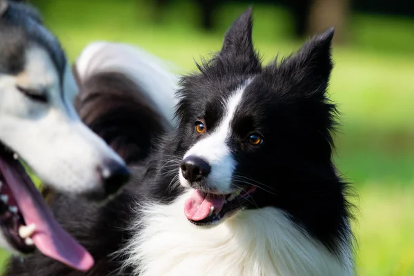 Собаки Играют Друг Другом Пограничная Колли Весёлой Суеты Агрессивная Собака — стоковое фото