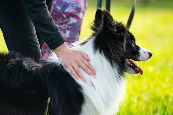 年轻的精力充沛的狗在散步 边境牧羊犬 宠物在夏天的健康 如何保护你的狗不受过热的侵害 训练狗 — 图库照片