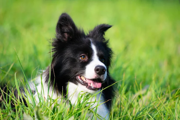 Młody Energiczny Pies Spacer Border Collie Emocje Szkolenie Psów Wąsy — Zdjęcie stockowe
